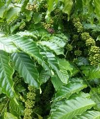 Giá tiêu hôm nay 2/9/2019: Đứng yên, tại Bình Phước 44.500 đồng/kg
