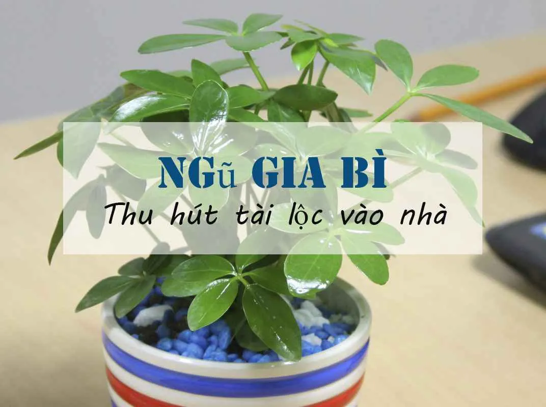 Cây Ngũ Gia Bì - Ngoài lọc không khí còn những ý nghĩa phong thủy bạn không ngờ