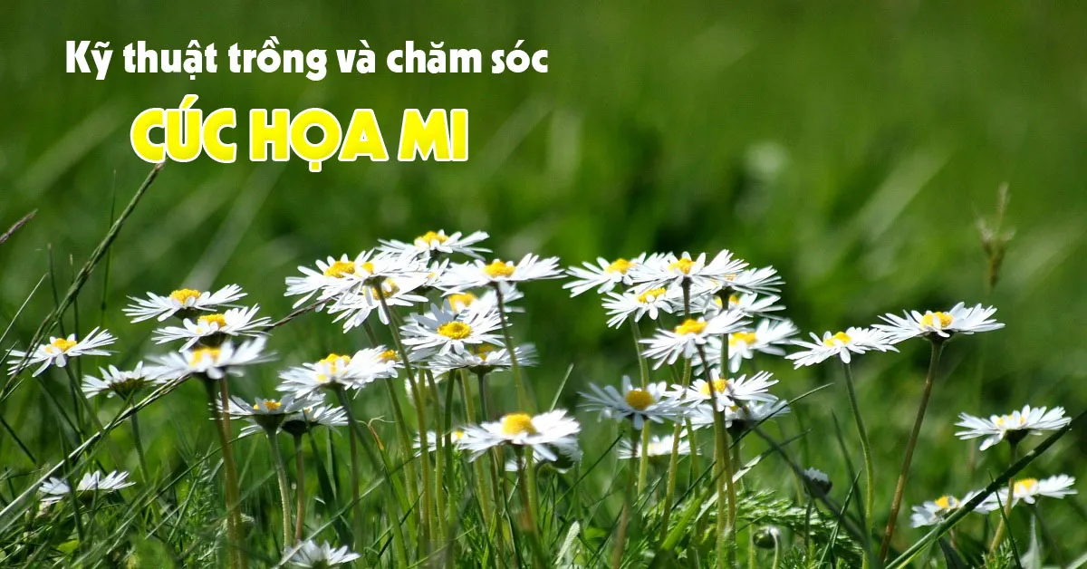 Kỹ thuật trồng và chăm sóc cúc họa mi