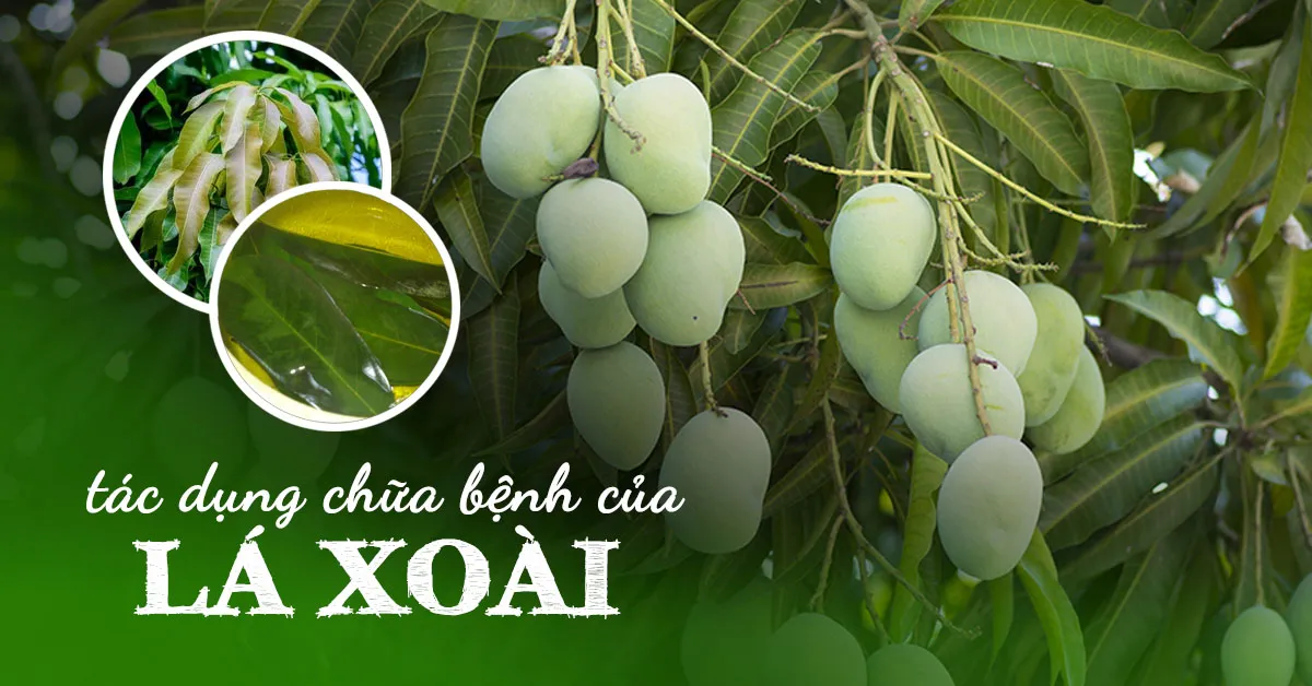 Lá xoài có tác dụng gì?