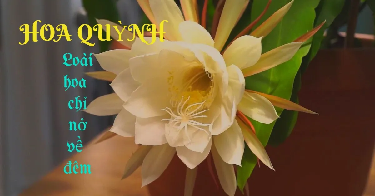 Ý nghĩa của Hoa quỳnh loài hoa được mệnh danh Nữ hoàng bóng đêm