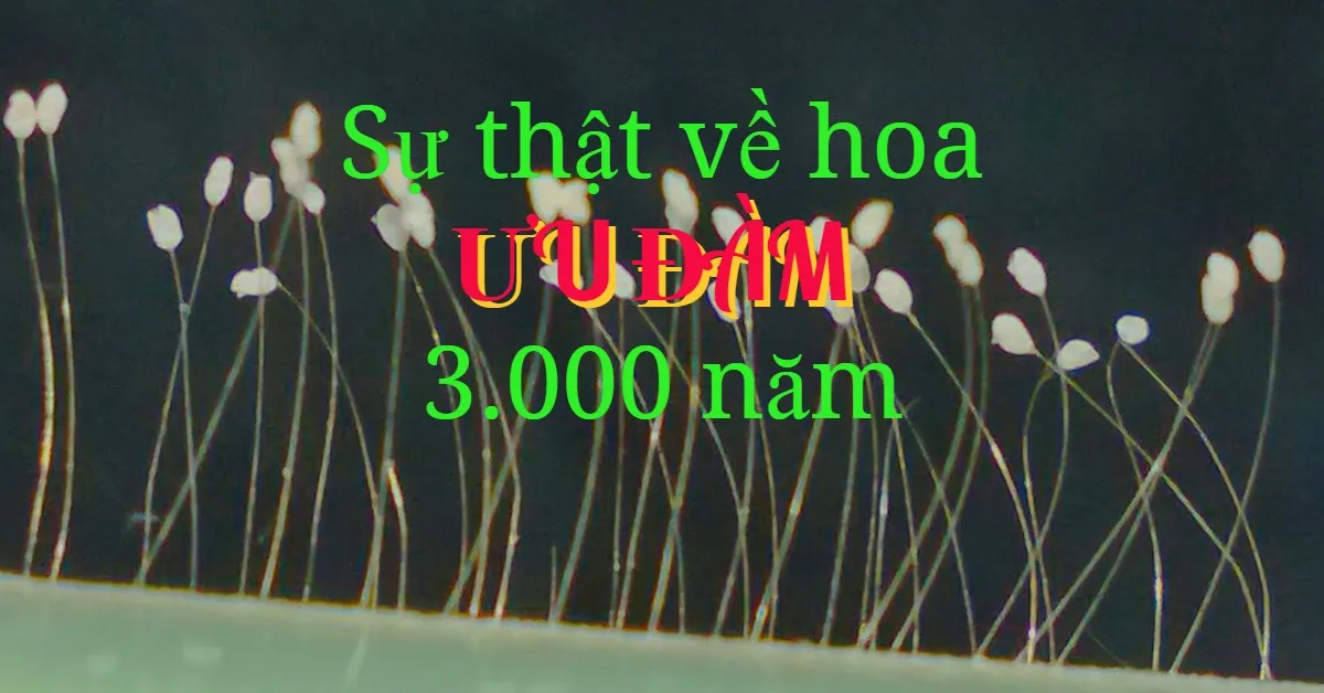 Hoa ưu đàm là gì? Ý nghĩa của loài hoa đặc biệt này