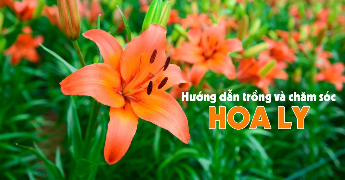 Hướng dẫn cách trồng và chăm sóc hoa ly ngay tại nhà