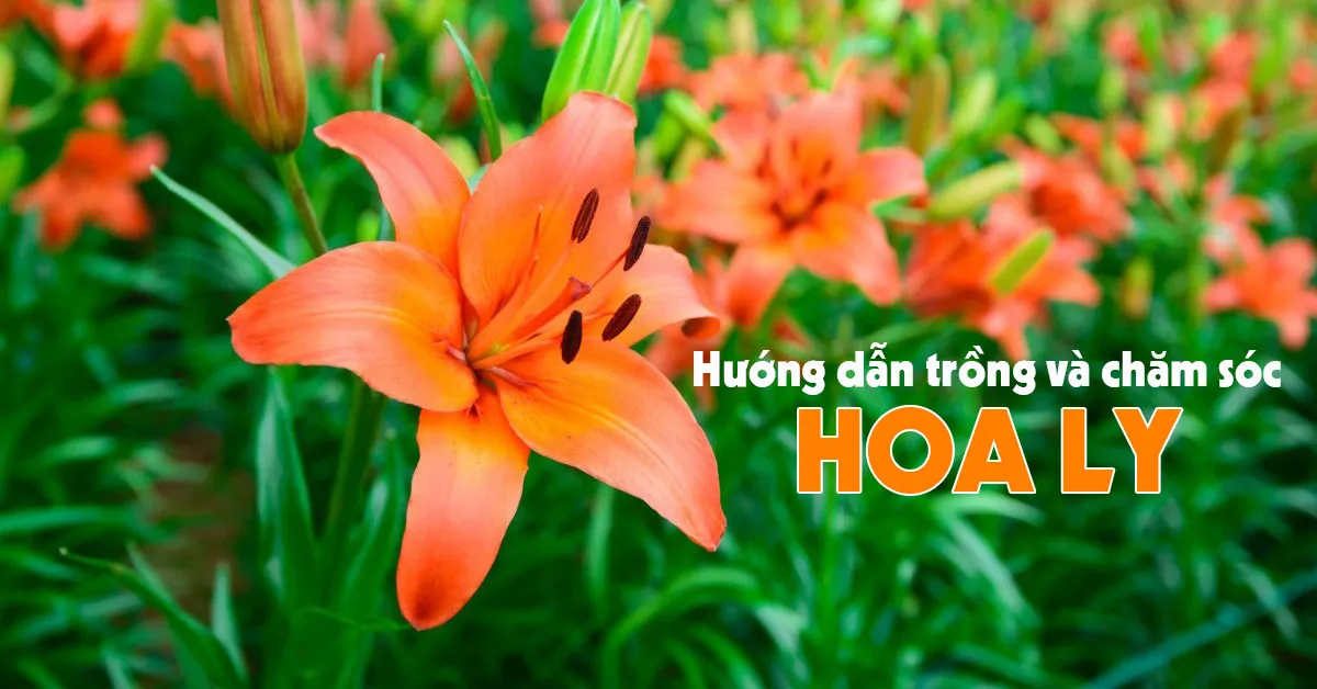 Hướng dẫn cách trồng và chăm sóc hoa ly ngay tại nhà