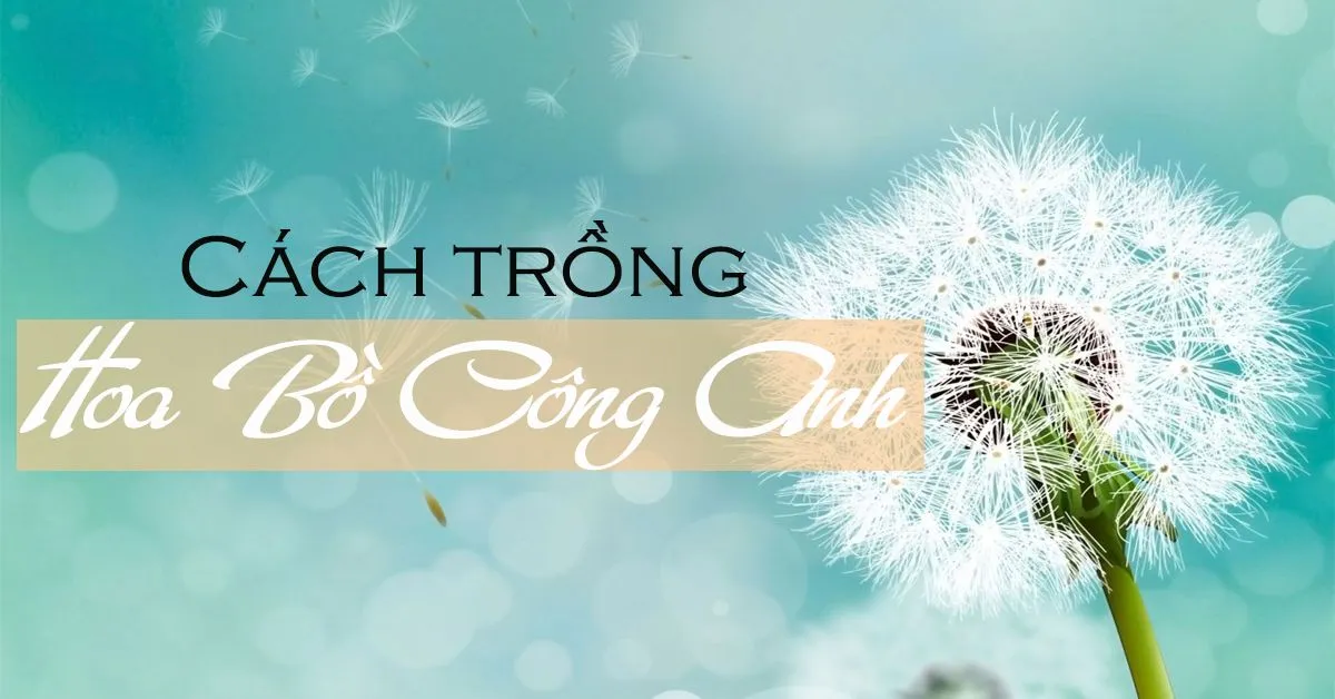 Trồng hoa bồ công anh sao cho đúng cách?