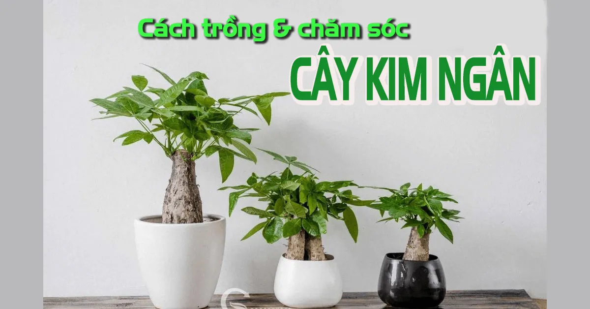 Kỹ thuật trồng và chăm sóc cây Kim Ngân ngay tại nơi làm việc