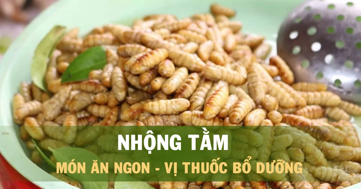 Tìm hiểu tác dụng của nhộng tằm và những lưu ý trước khi ăn