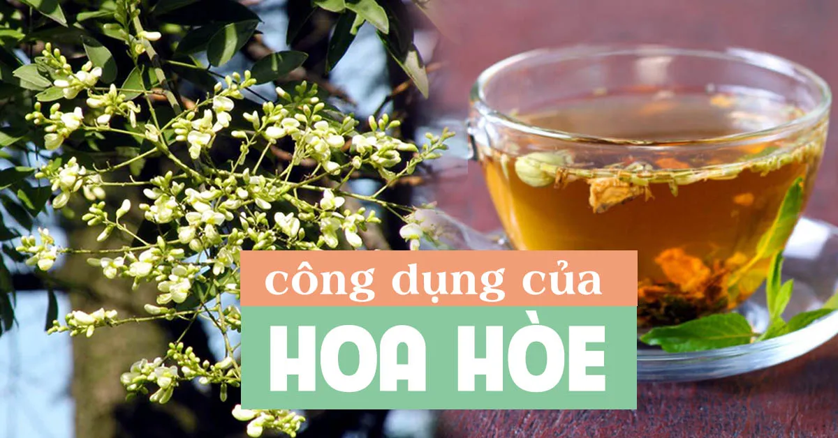 Khám phá những tác dụng của hoa hòe trong phòng và chữa bệnh