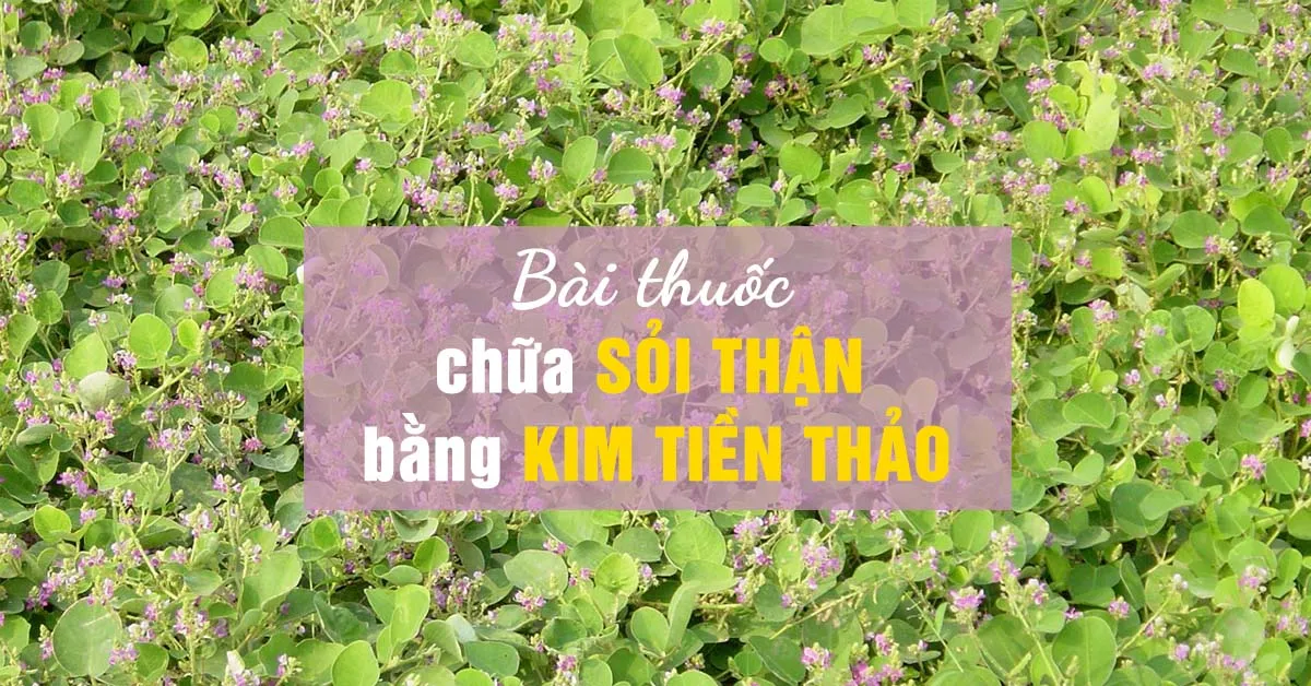 Kim tiền thảo trị sỏi thận hiệu quả như thế nào?