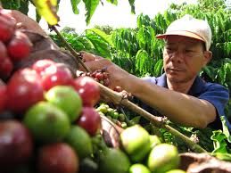 Giá cà phê hôm nay 12/9/2019: Tăng tiếp 200 đồng/kg do tác động từ giá thế giới