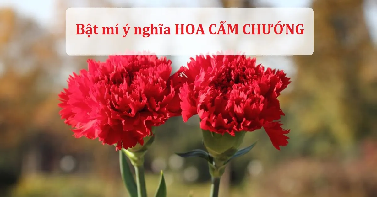 Hoa cẩm chướng có ý nghĩa gì? Cách chăm sóc như thế nào?