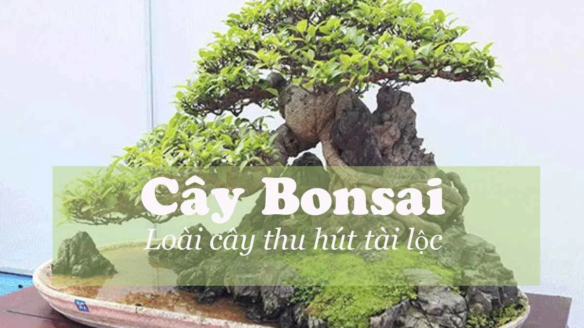 Tìm hiểu về nghệ thuật trồng cây Bonsai