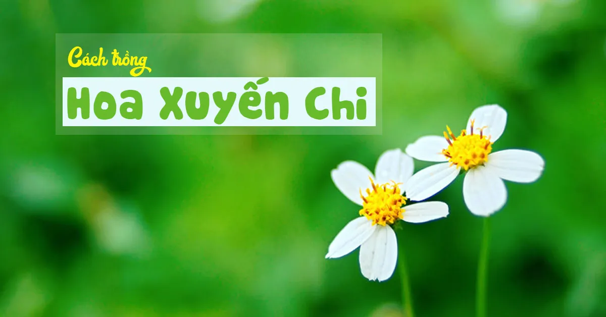 Học cách trồng hoa xuyến chi đơn giản tại nhà