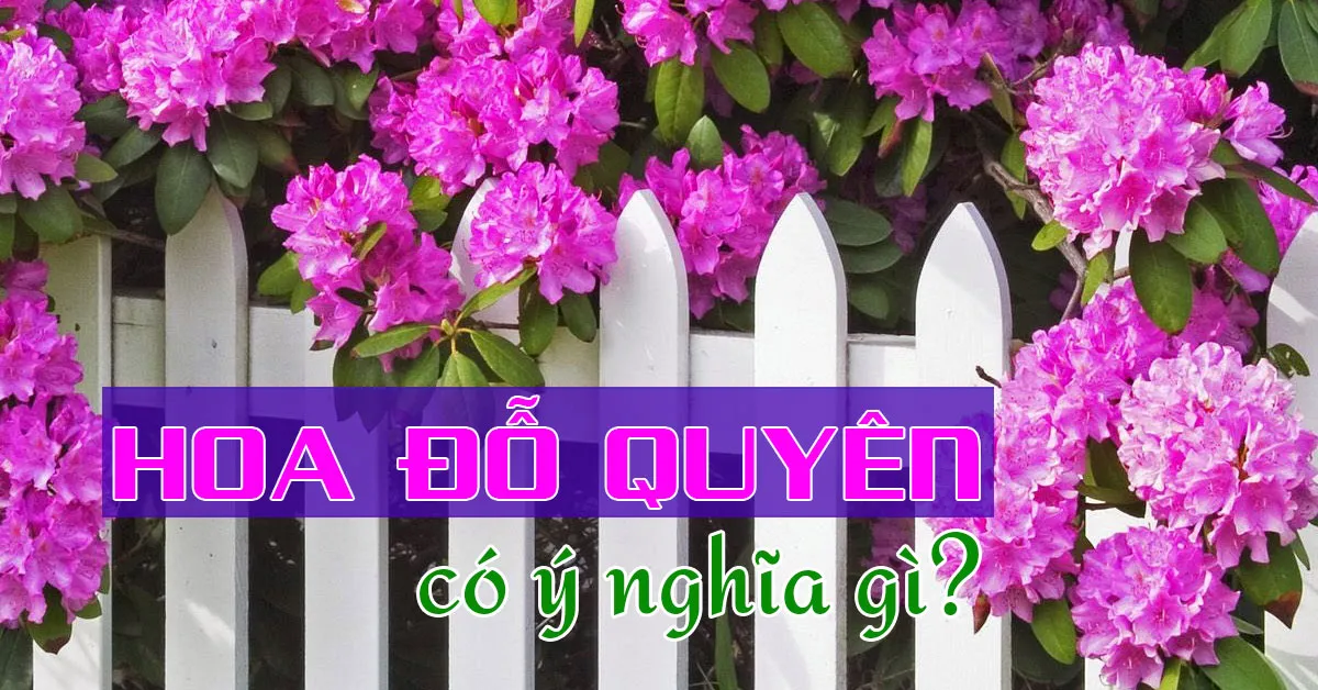 Ý nghĩa của loài hoa đỗ quyên và những lưu ý khi trồng