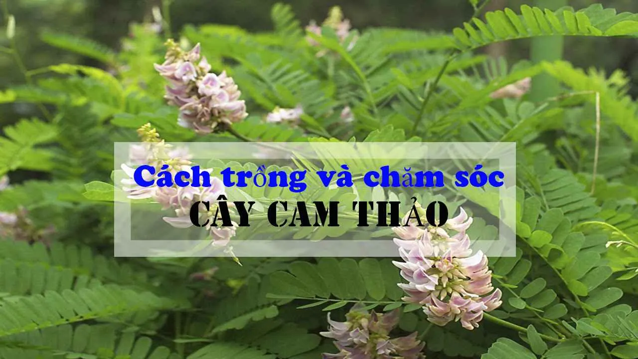 Hướng dẫn cách trồng và chăm sóc cây Cam Thảo đúng kỹ thuật