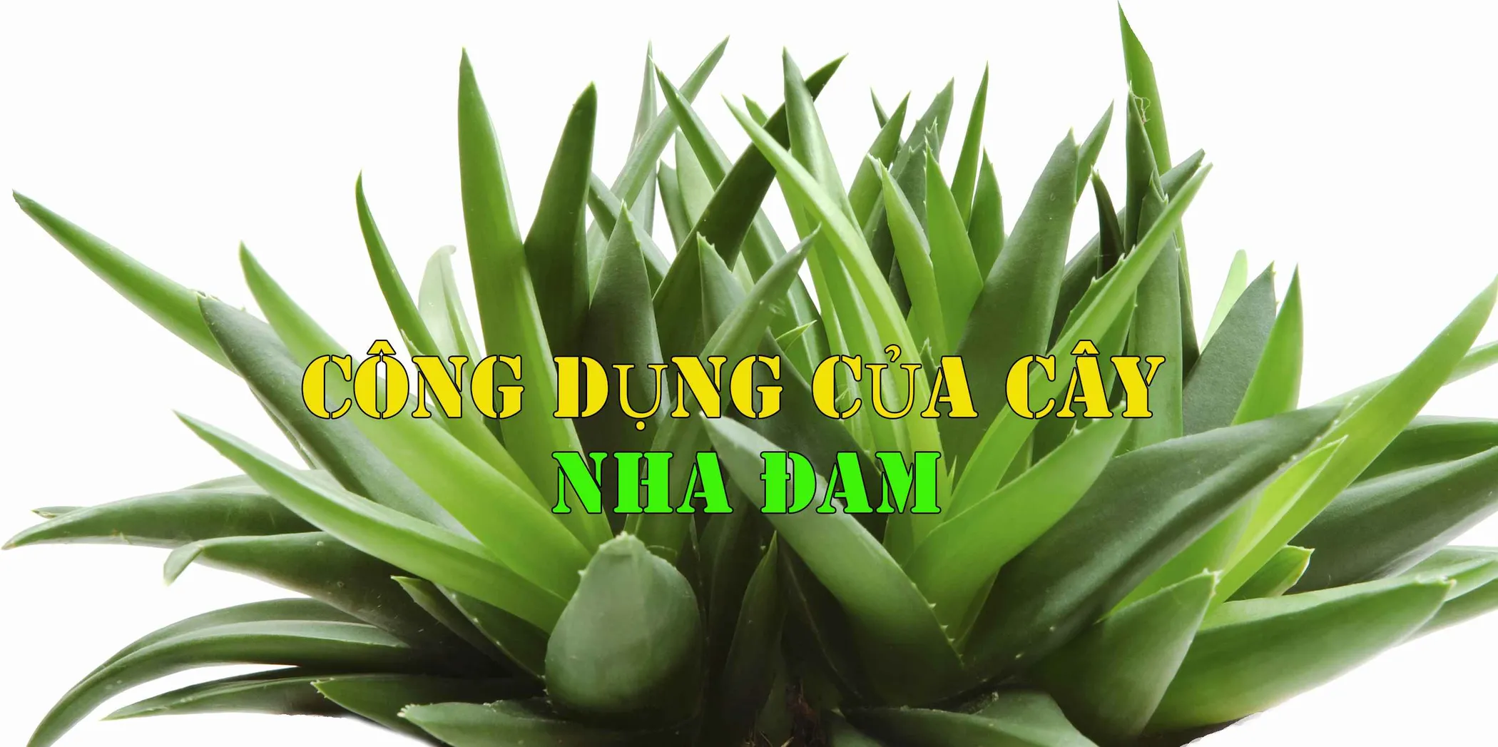 Cây nha đam - Cây cảnh đồng thời là thảo dược hữu ích cho mọi nhà