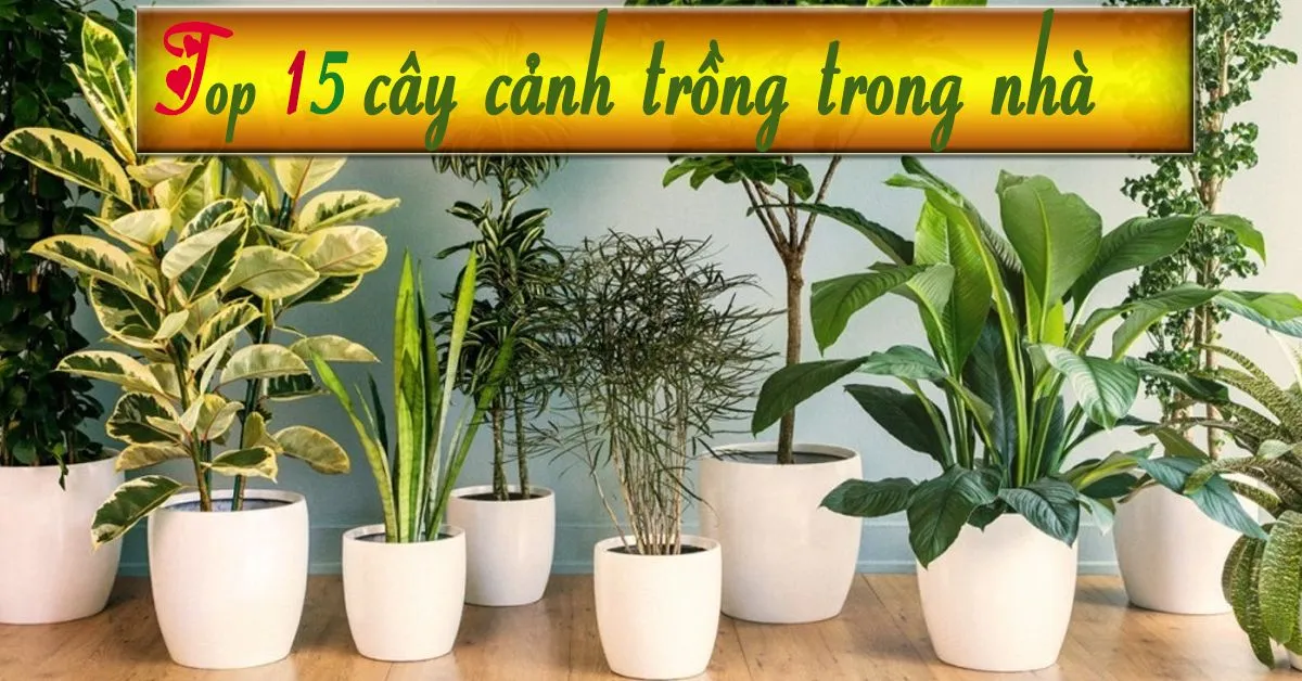 Top 15 loại cây trồng trong nhà phổ biến nhất hiện nay