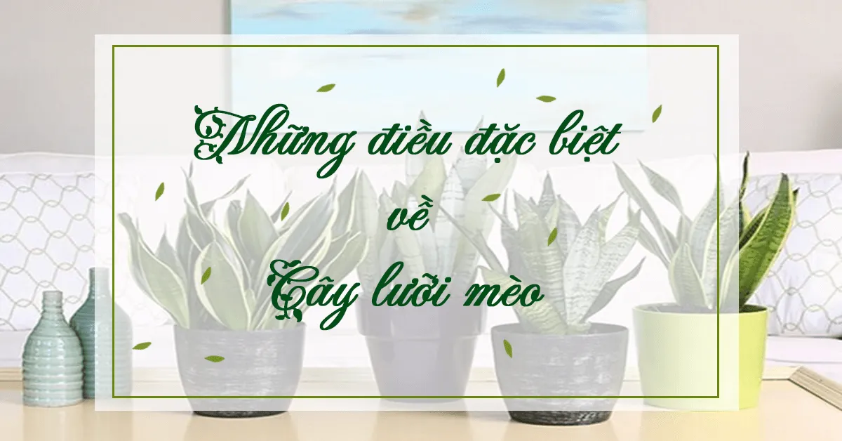 Cây lưỡi mèo và cách trồng, chăm sóc