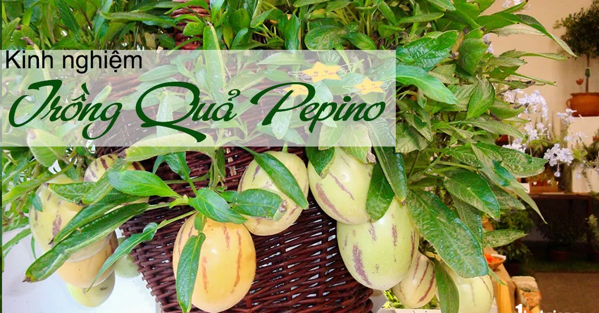 Kinh nghiệm trồng cây dưa Pepino sai quả, đơn giản tại nhà