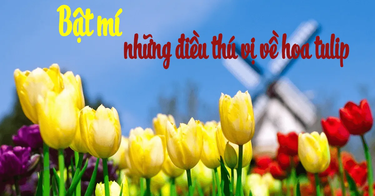 Hoa tulip - bật mí những điều thú vị ẩn bên trong vẻ đẹp mong manh