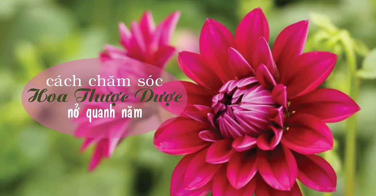 Những lưu ý khi trồng và chăm sóc hoa thược dược trong nhà