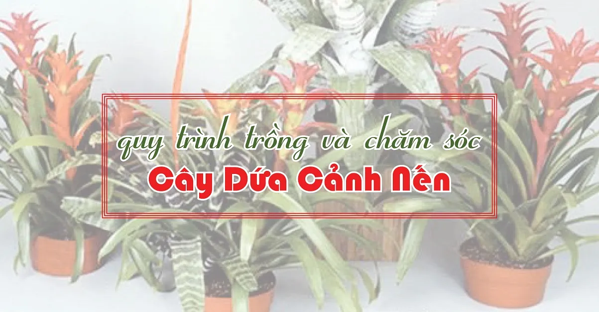 Hướng dẫn trồng dứa cảnh nến xanh tốt để mang nhiều tài lộc