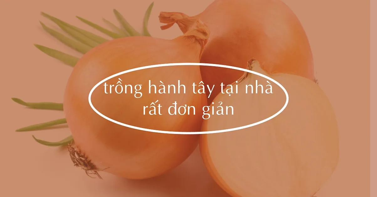 Phương pháp trồng hành tây đơn giản ngay tại nhà