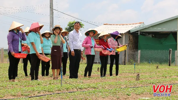 Nghiên cứu đầu tiên về cây sa sâm tại Việt Nam được đăng trên Tạp chí khoa học quốc tế SCOPUS