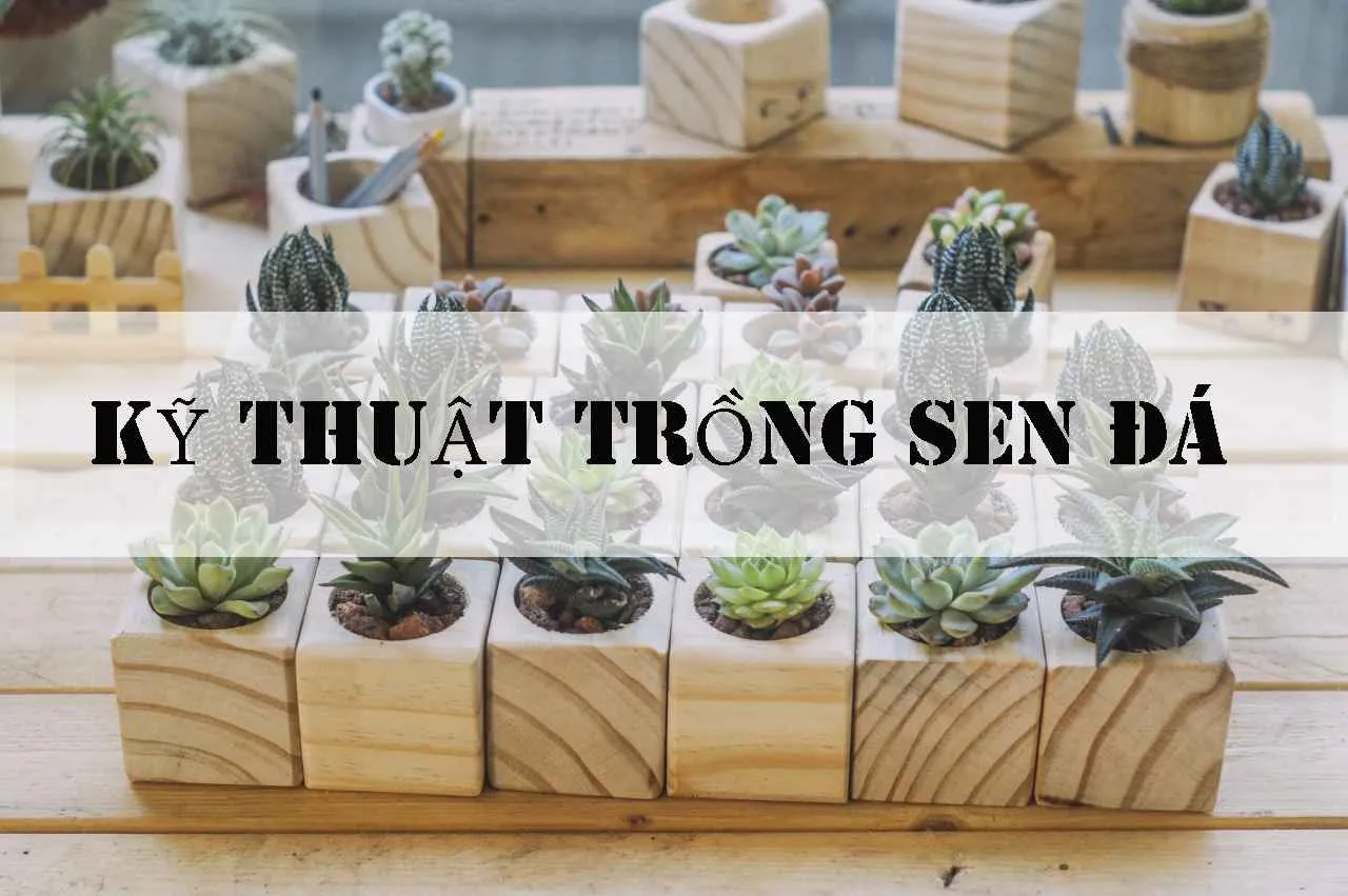 Ý nghĩa và cách trồng sen đá đảm bảo theo đúng kỹ thuật