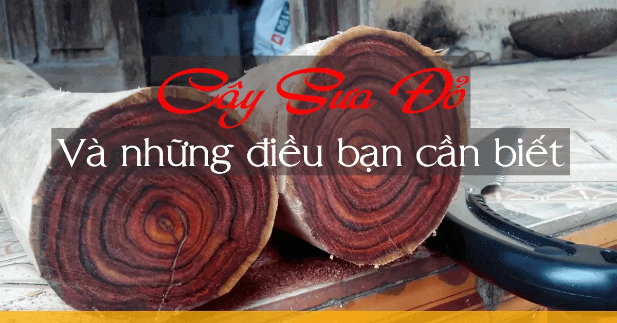 Cây sưa đỏ và những điều bạn cần biết