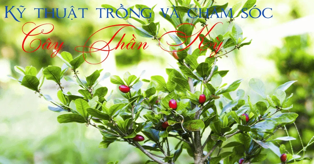 Kỹ thuật trồng và chăm sóc cây Thần Kỳ