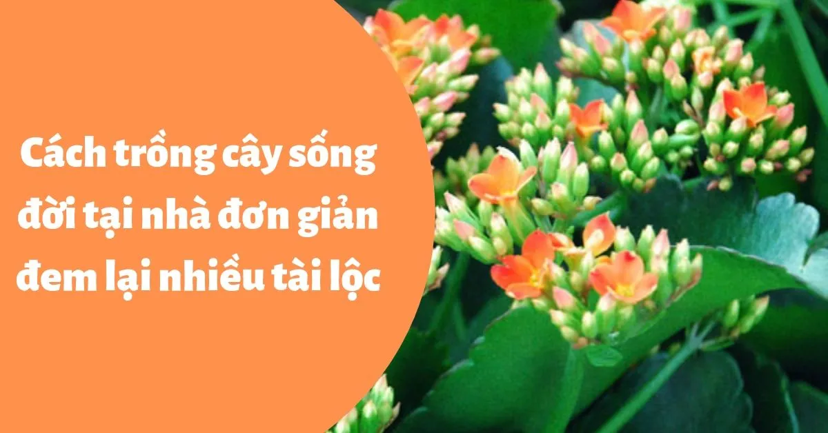 Cách trồng cây sống đời đơn giản tại nhà