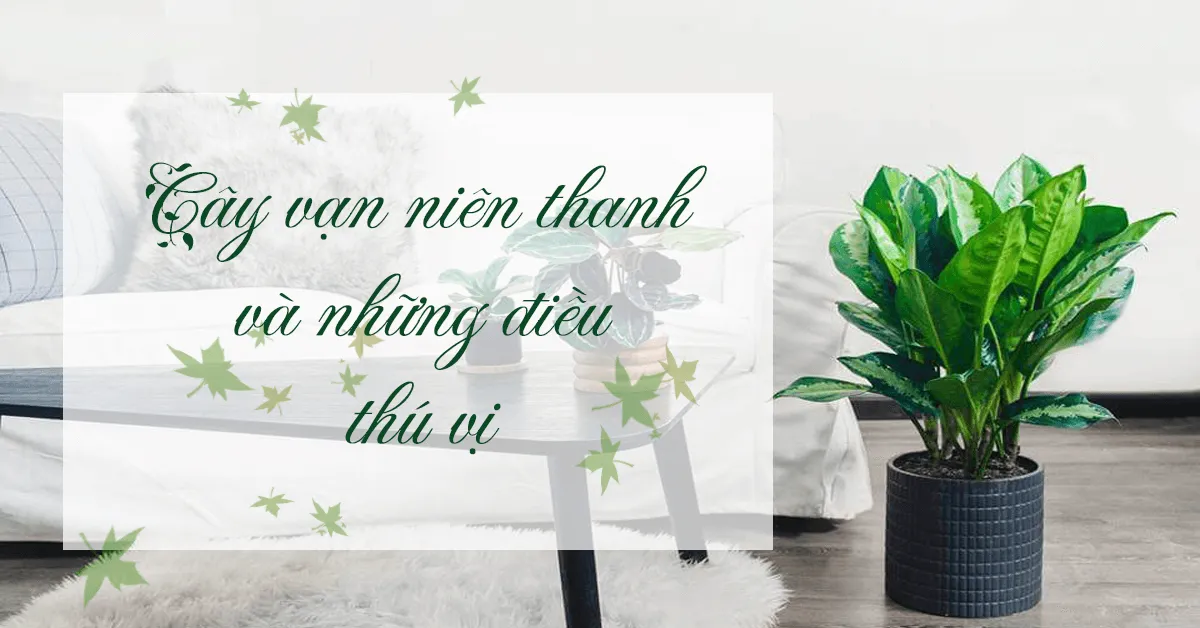 Tìm hiểu về ý nghĩa và cách trồng cây vạn niên thanh