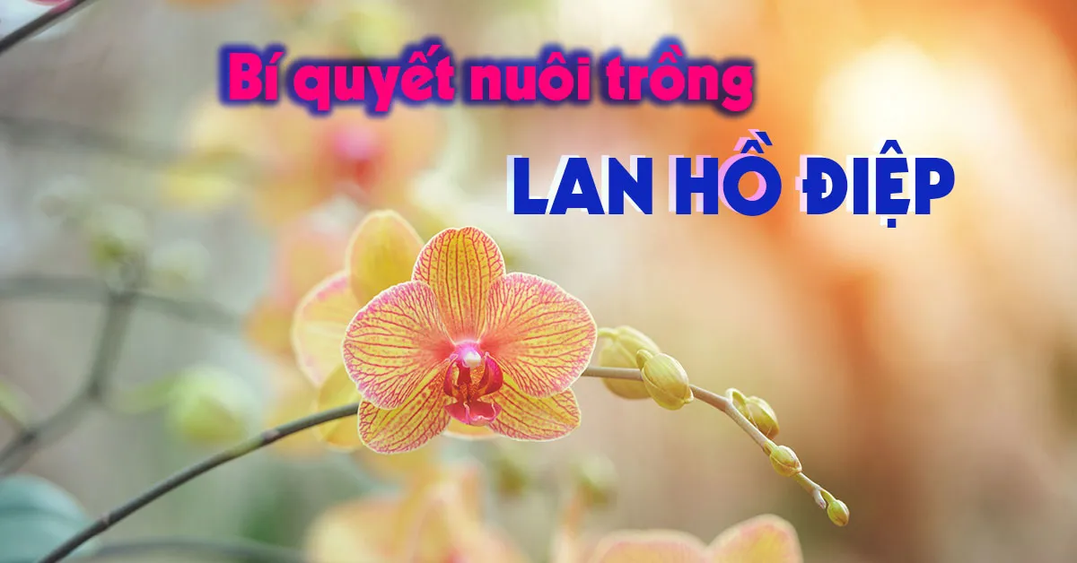 Bí quyết trồng lan hồ điệp - nữ hoàng của loài lan