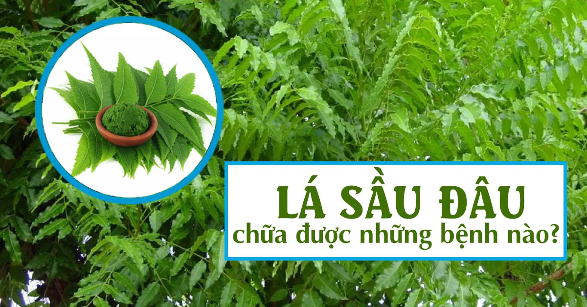 Khám phá công dụng lá sầu đâu mà ít người biết