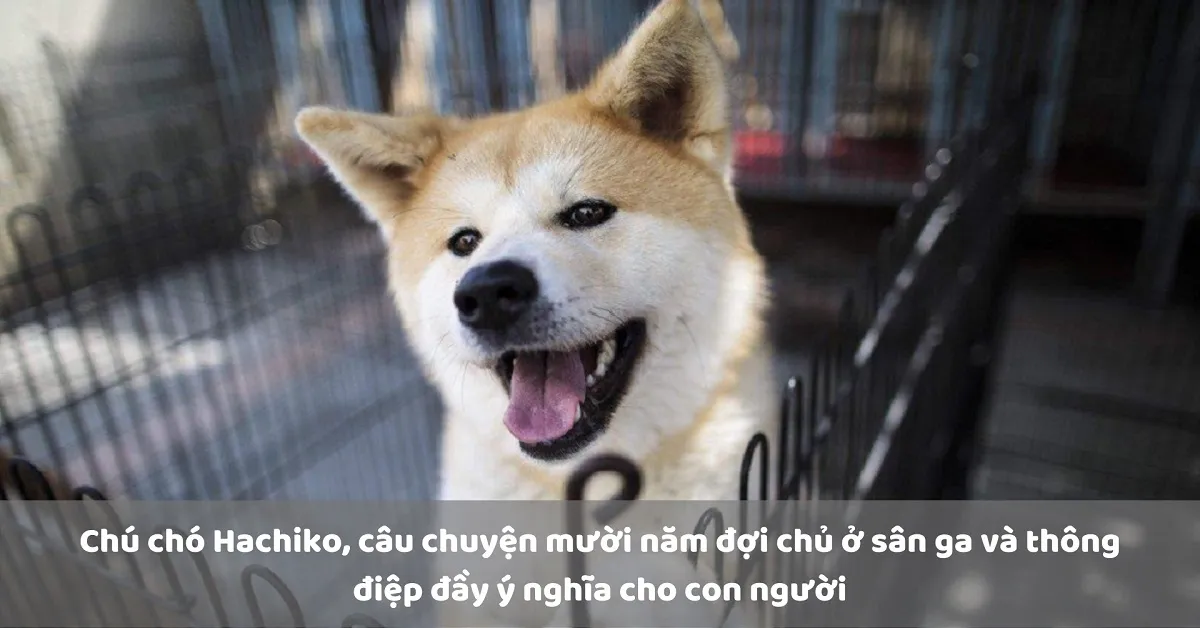 Câu chuyện chú chó Hachiko đợi chủ 10 năm