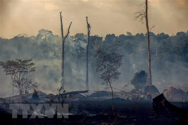 Rừng Amazon vẫn cháy âm ỉ sau trận cháy lớn hồi tháng 8