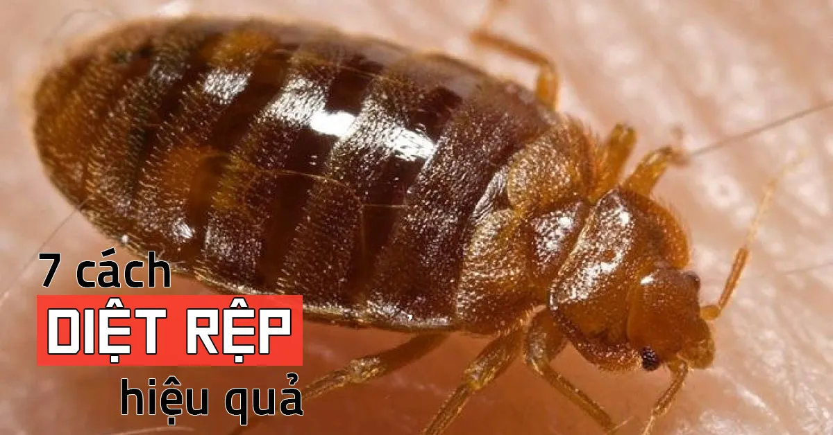 7 cách diệt rệp đơn giản, hiệu quả