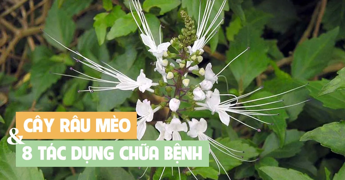 8 tác dụng của cây râu mèo ít người biết