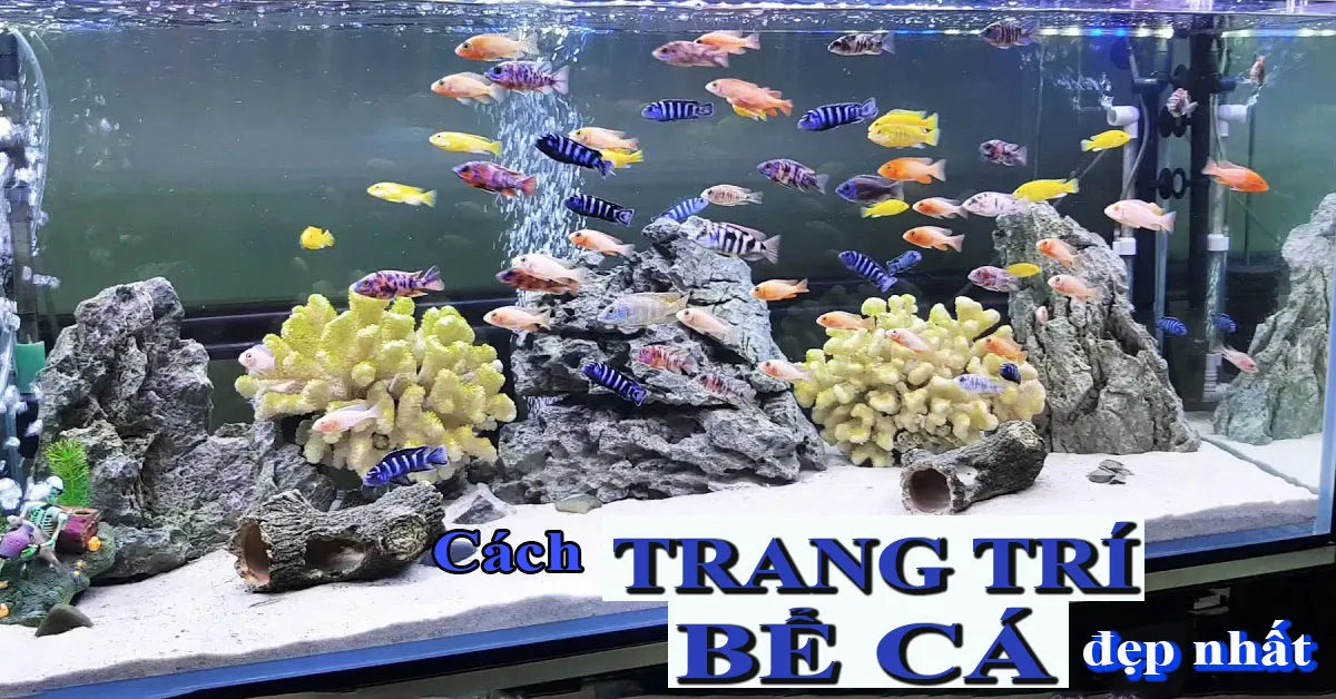 Cách trang trí bể cá cho không gian thêm đẹp mắt