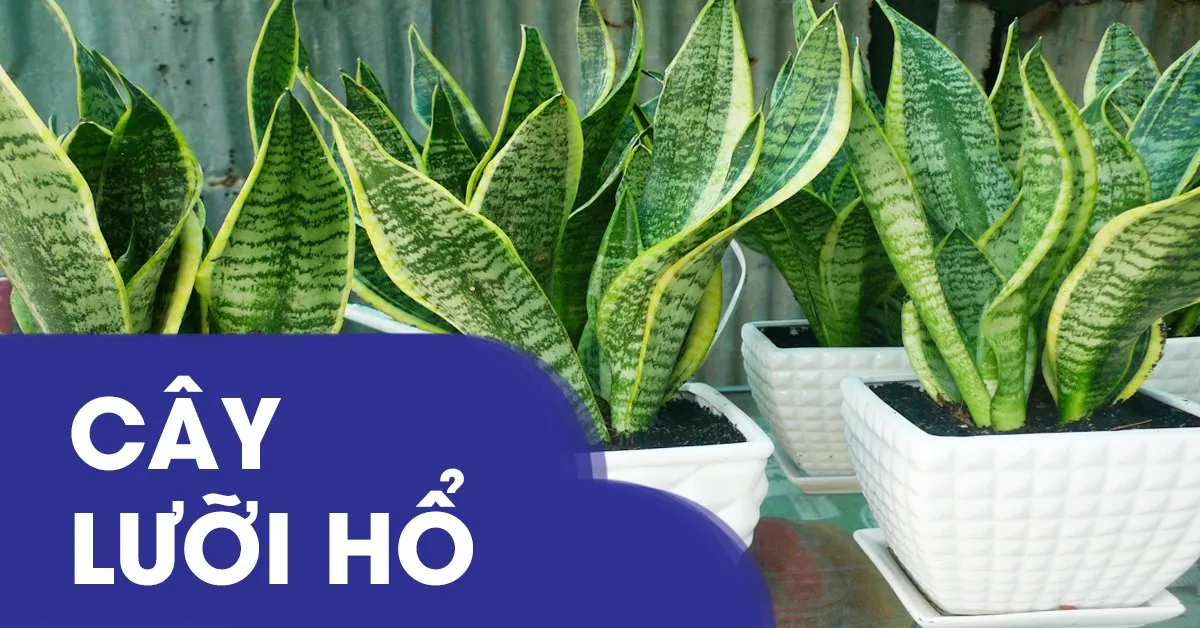 Những điều cần biết về cách trồng và chăm sóc cây lưỡi hổ