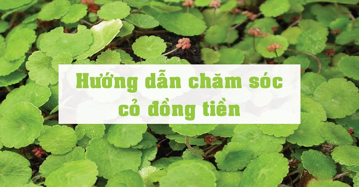 Kĩ thuật trồng cỏ đồng tiền để gặp nhiều may mắn trong cuộc sống