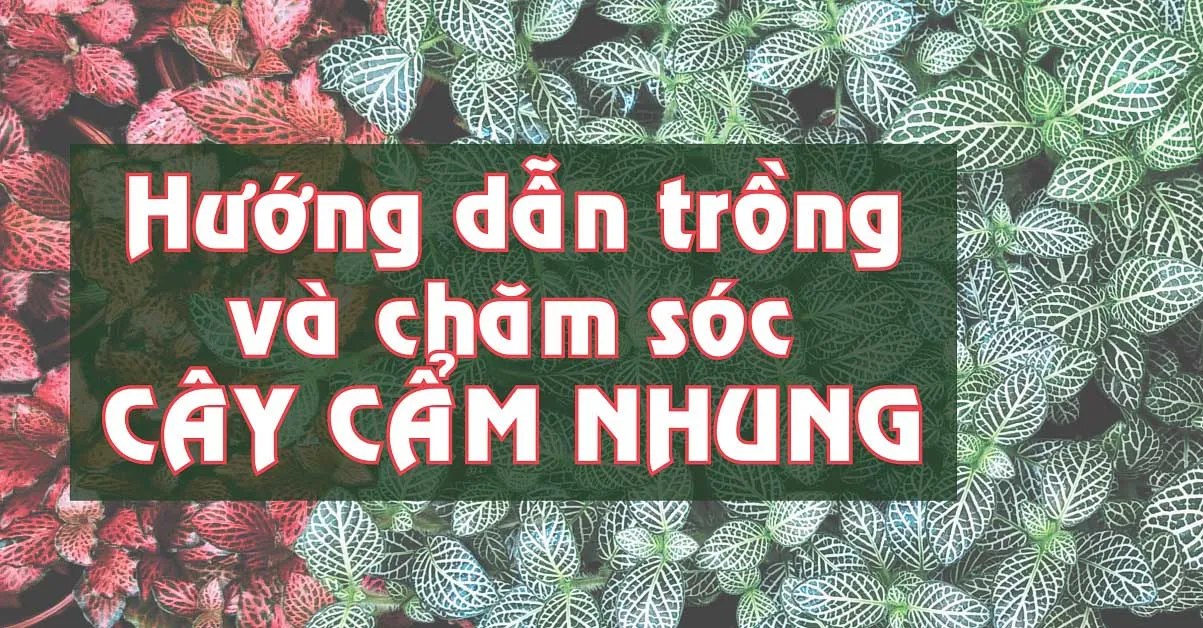 Hướng dẫn trồng và chăm sóc cây cẩm nhung tại nhà 