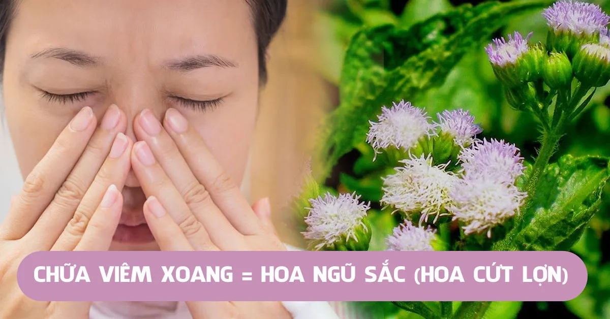 Bài thuốc chữa viêm xoang bằng cây hoa ngũ sắc (hoa cứt lợn)