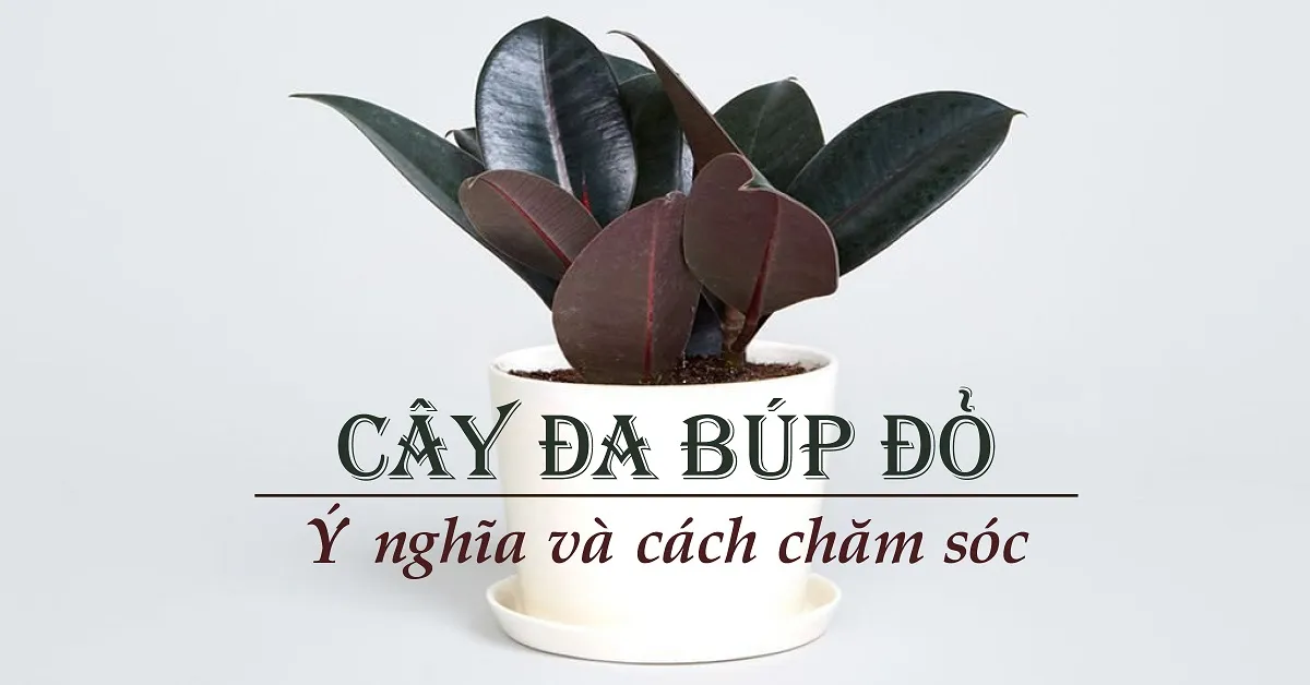 Cây đa búp đỏ - biểu trưng của quyền lực và sự trường tồn