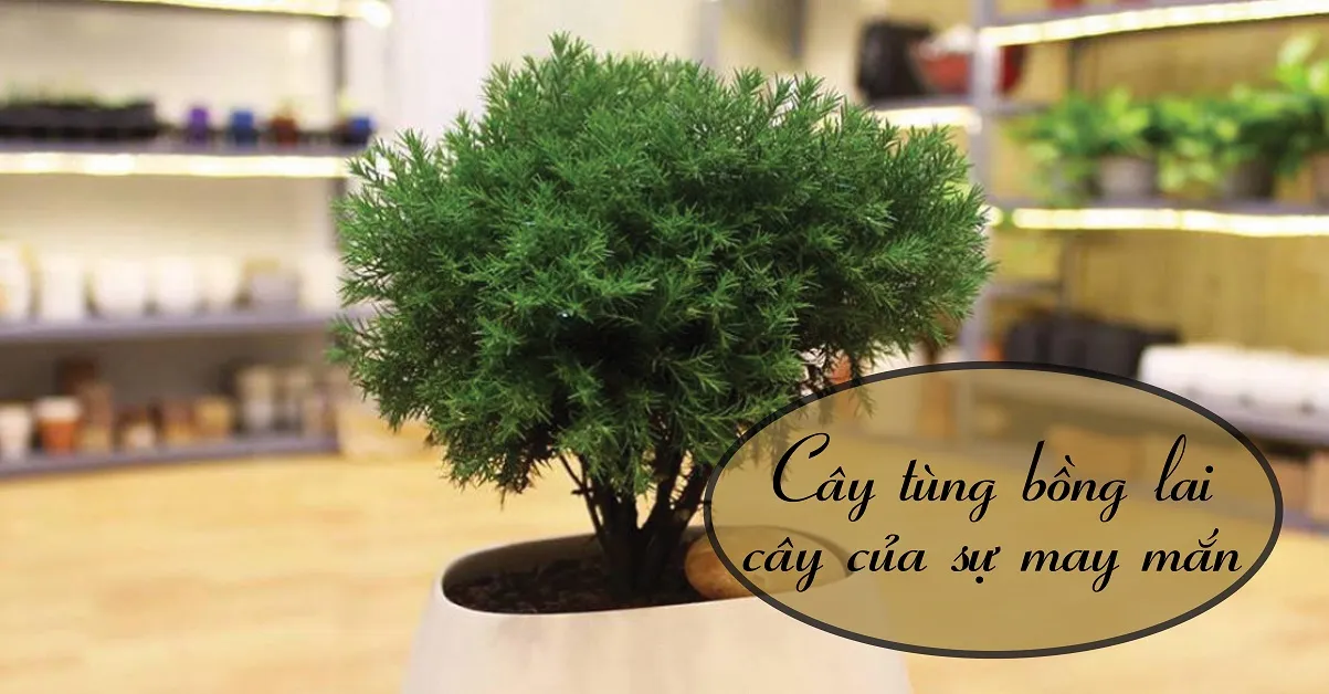 Cây tùng bồng lai - biểu tượng của sự thịnh vượng và sức mạnh bền bỉ