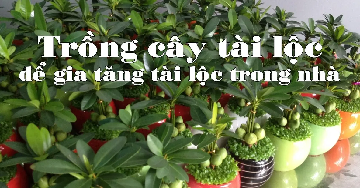 Trồng cây tài lộc trong nhà, công việc sẽ luôn thuận lợi, thăng tiến