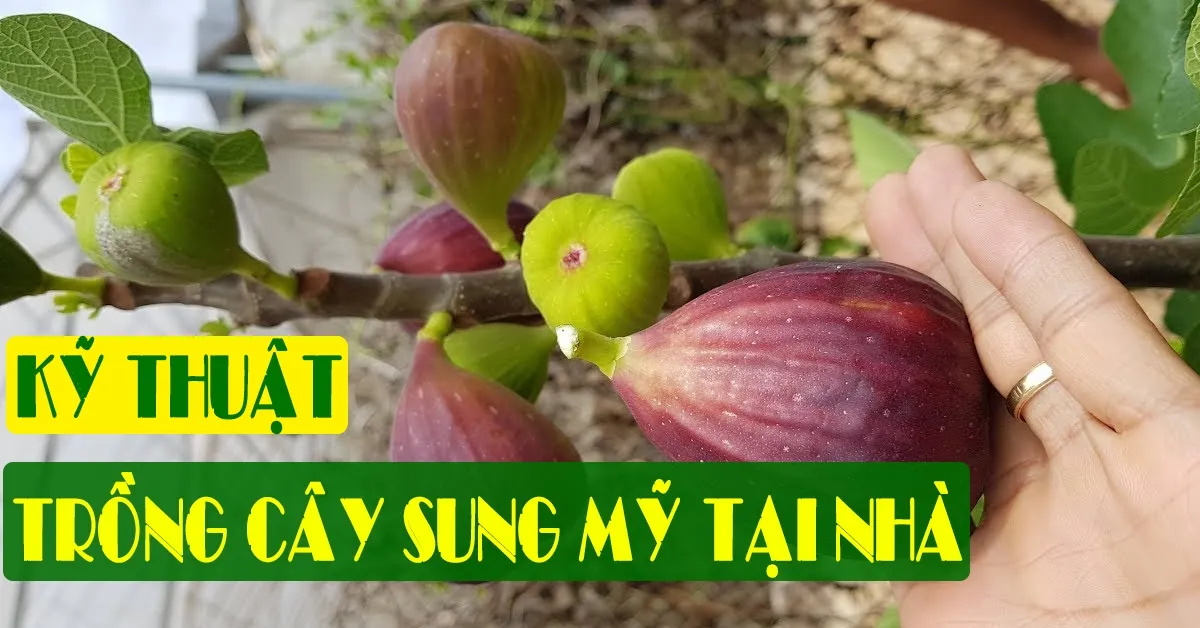 Kỹ thuật trồng và chăm sóc cây sung Mỹ tại nhà