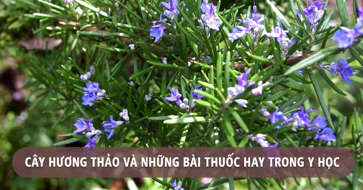 Cây hương thảo có tác dụng gì?