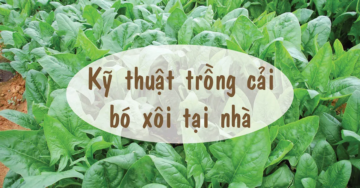 Cách trồng cải bó xôi - Một loại rau bổ dưỡng dễ trồng